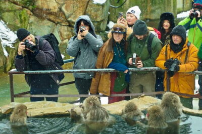 Snow Monkeys, Hokusai & Sake: A Perfect Day in Nagano
