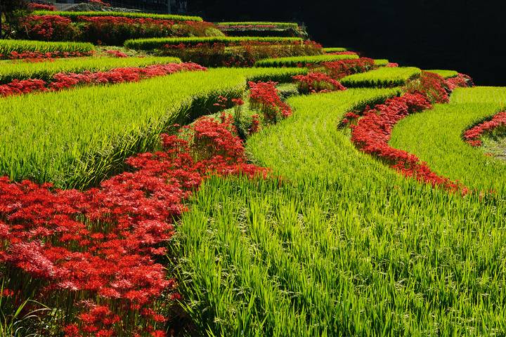 Southern Japan Experience by Intrepid Travel - 12 Days from Osaka Review - Beppu: steam cooking and hot spring time