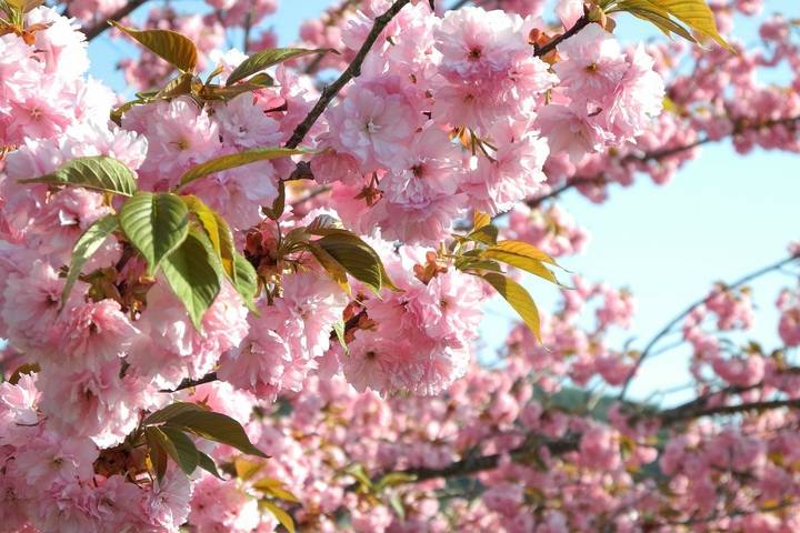 Splendours of Japan (Takayama, Takayama Festival) by Trafalgar - 9-Day Tour - Gokayama’s steep roofs, then Kanazawa’s garden paths