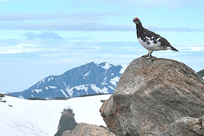 (Spring Only) 1-Day Snow Walls of Tateyama-Kurobe Alpine Route Tour - Why the Tateyama-Kurobe route is worth a spring day