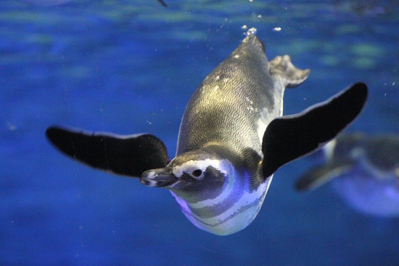 Sumida Aquarium Ticket in Tokyo - Sumida Aquarium at a glance