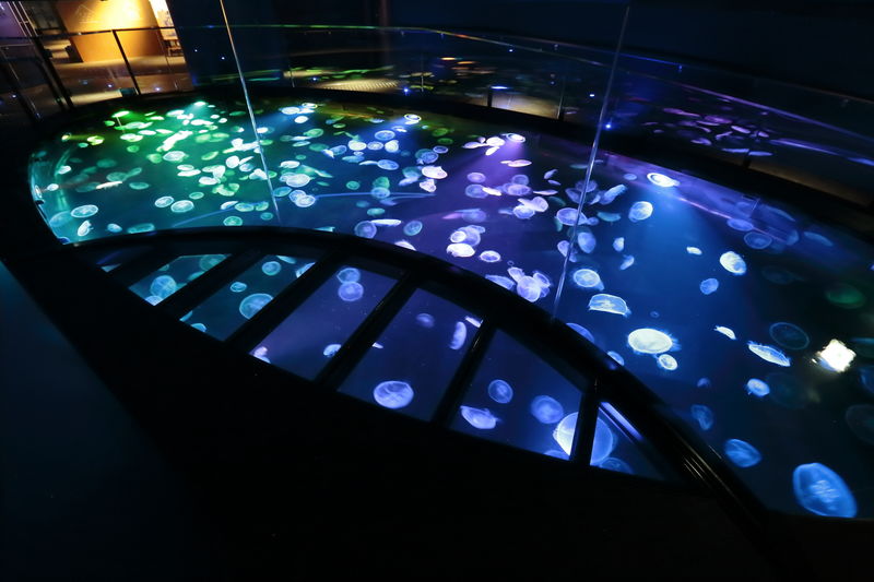 Sumida Aquarium Ticket in Tokyo - How to plan a one-hour visit