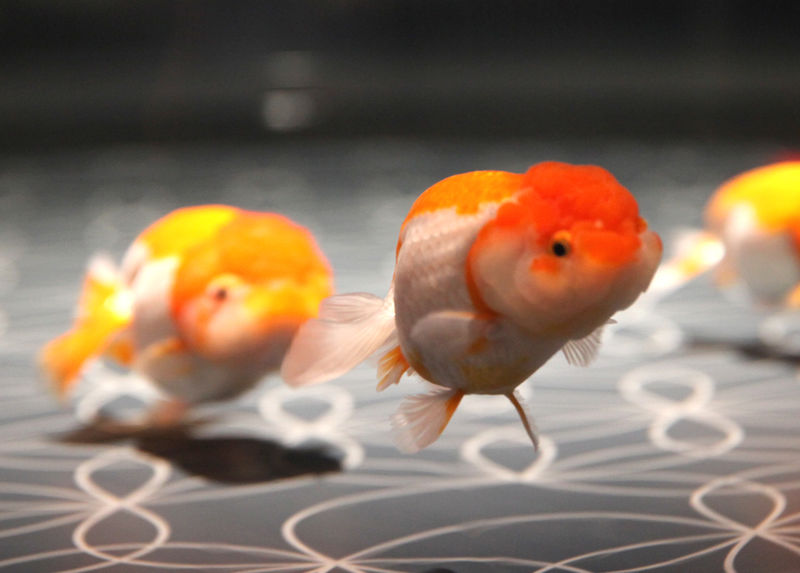 Sumida Aquarium Ticket in Tokyo - Getting there in Skytree Town