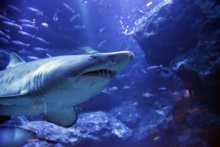 Sumida Aquarium Ticket in Tokyo - What the ticket costs and what you get