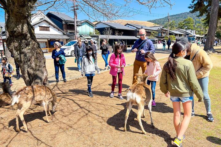 Tailor-Made 10-Day Private Japan Family Tour by Agate Travel Review - Osaka’s market, castle and departure