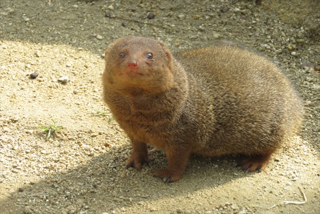 Tennoji Zoo Ticket in Osaka - A small zoo with a big-city address