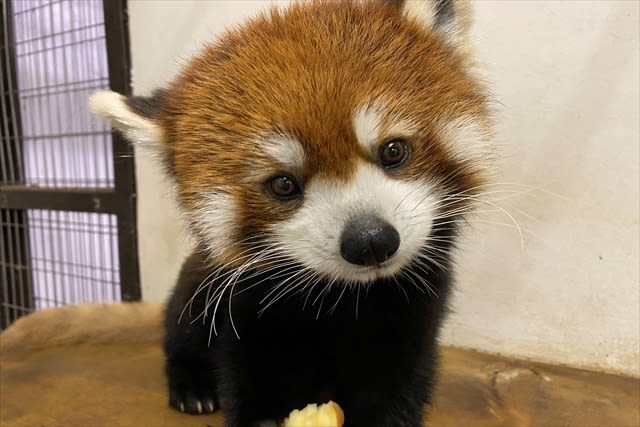 Tennoji Zoo Ticket in Osaka - What the visit feels like, from gate to last exhibit