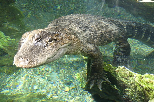 Tennoji Zoo Ticket in Osaka - The honest trade-off: access versus animal welfare concerns