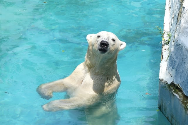 Tennoji Zoo Ticket in Osaka - Getting there and planning your hours