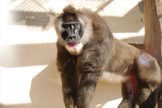 Tennoji Zoo Ticket in Osaka - Who should book Tennoji Zoo?