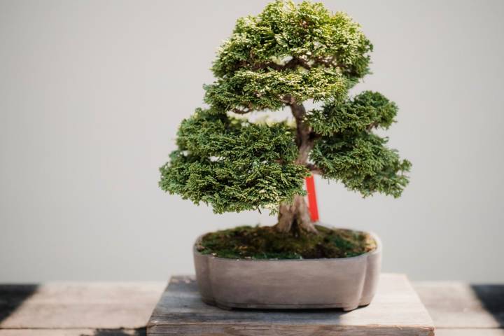 The "Golden Route" and Ancient Japan by DIAMIR Erlebnisreisen - 14-Day Tour - Tokyo brings bonsai, temples and digital art