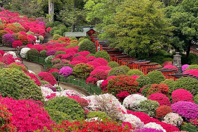 The Old Quarter of Tokyo - Yanaka Walking Tour - Nezu Shrine and its red torii gates