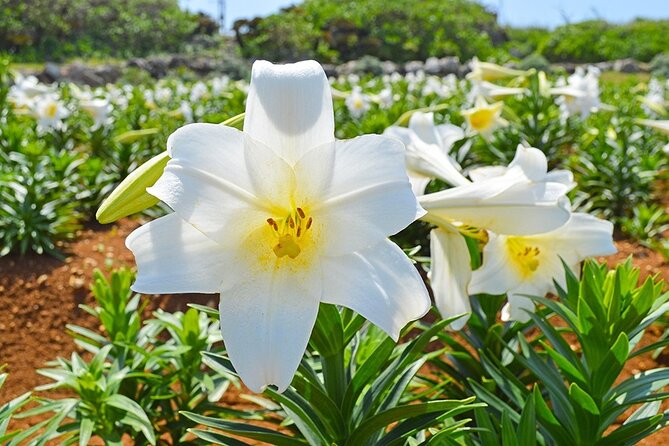 Tokashiki Island Day Trip from Naha - Boat comfort and seasickness advice
