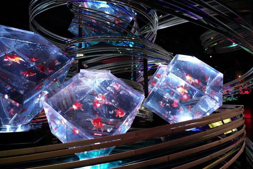 Tokyo: Art Aquarium Museum GINZA Entry Ticket - Key points before you go