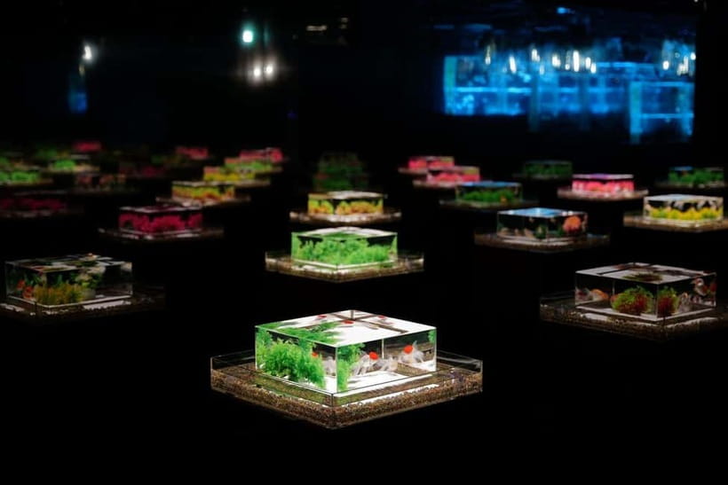 Tokyo: Art Aquarium Museum GINZA Entry Ticket - The aquarium displays and photography opportunities