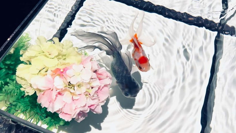 Tokyo: Art Aquarium Museum GINZA Entry Ticket - Is it suitable for children?
