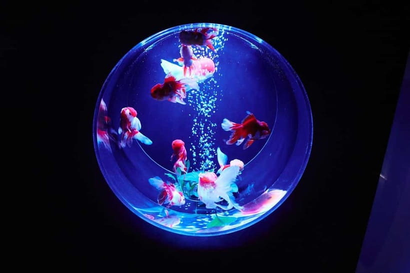 Tokyo: Art Aquarium Museum GINZA Entry Ticket - What the first room feels like