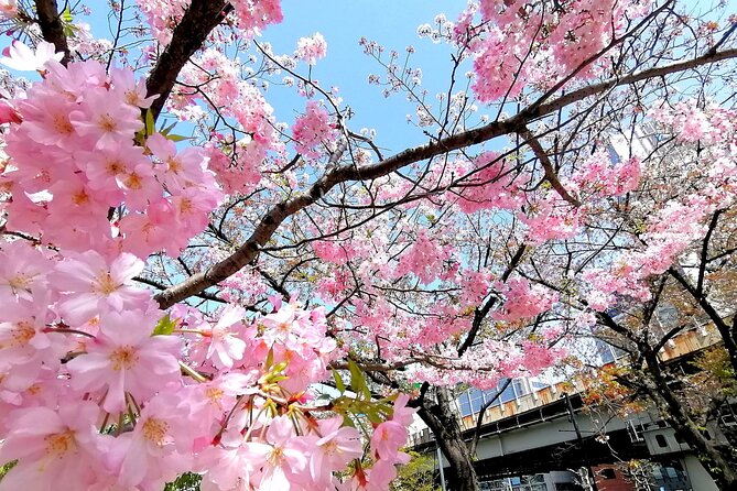 Tokyo Cherry Blossoms blooming spots E-bike Tour, 3hrs - Why an e-bike works so well for Tokyo’s cherry blossoms
