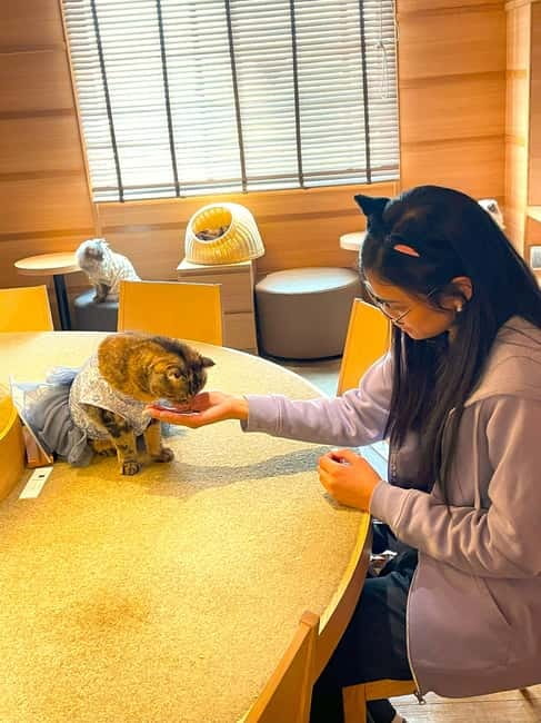 Tokyo: Gotokuji Cat Temple, Shinjuku Cat Cafe & 3D Cat Tour - Key details before you book