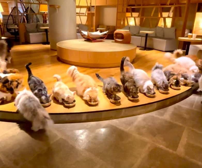 Tokyo: Gotokuji Cat Temple, Shinjuku Cat Cafe & 3D Cat Tour - Starting under Shinjuku’s giant 3D cat