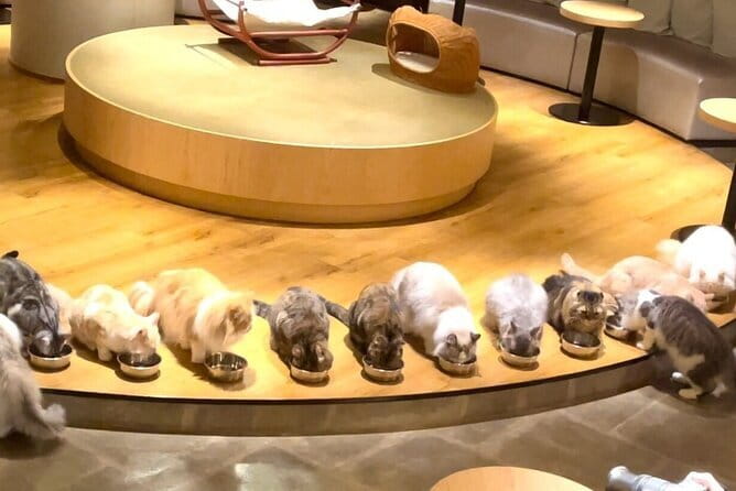 Tokyo: Gotokuji Lucky Cat Temple, Shinjuku Cat Cafe, 3D Giant Cat - Why this cat tour works in Tokyo