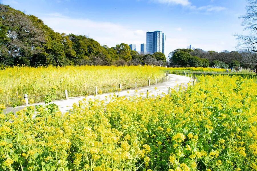 Tokyo: Hama-rikyu Gardens tour with Japanese Tea & Sweets - Key points to know before you book