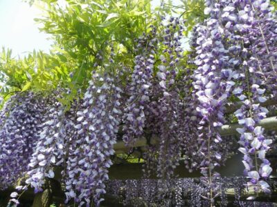 Hama-rikyu Gardens tour with Japanese Tea & Sweets