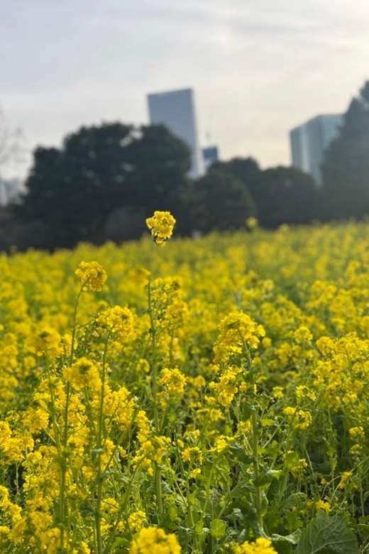 Tokyo: Hama-rikyu Gardens tour with Japanese Tea & Sweets - Seasonal plants and changing garden views