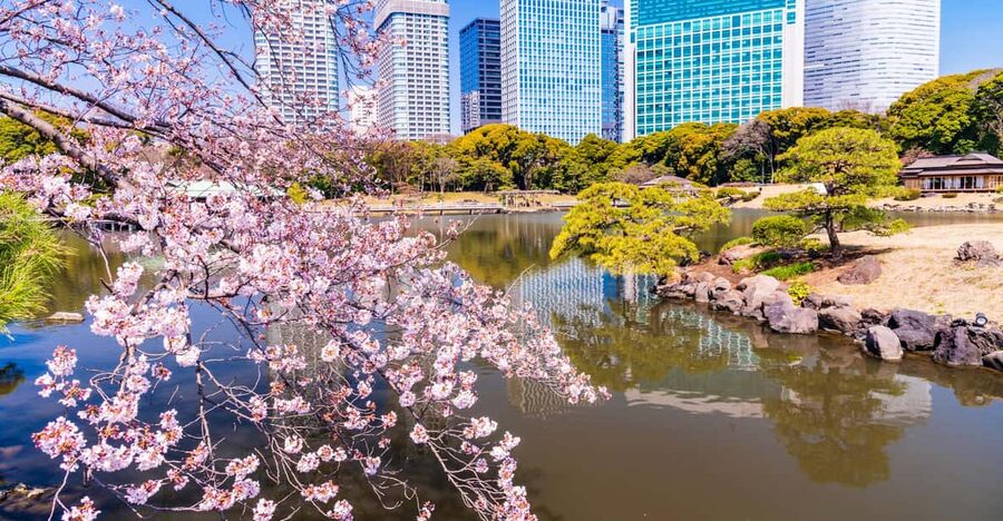 Tokyo: Hama-rikyu Gardens tour with Japanese Tea & Sweets - The small-group format and guide quality