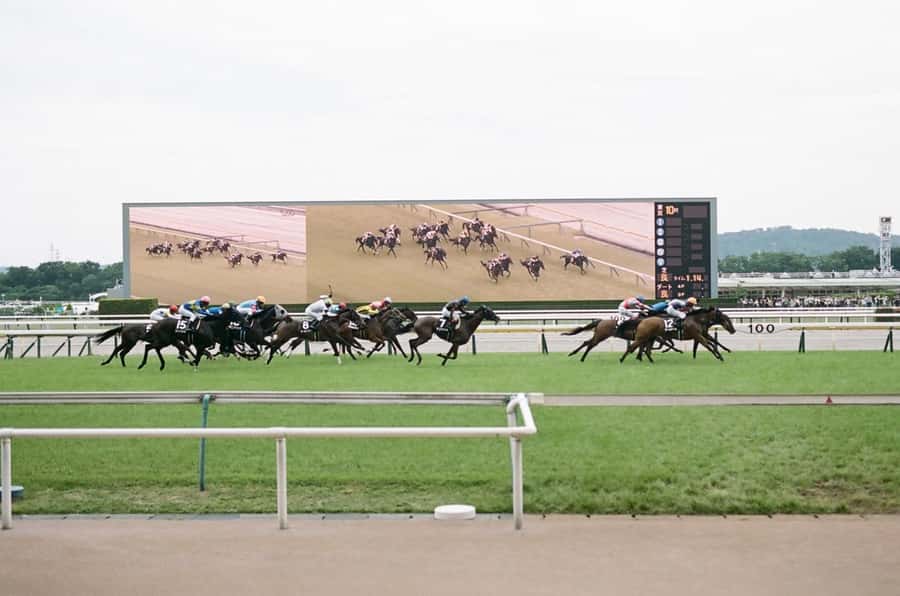 Tokyo: Horse Racing Tour with Local Fan - Why Japanese horse racing makes a good Tokyo side trip
