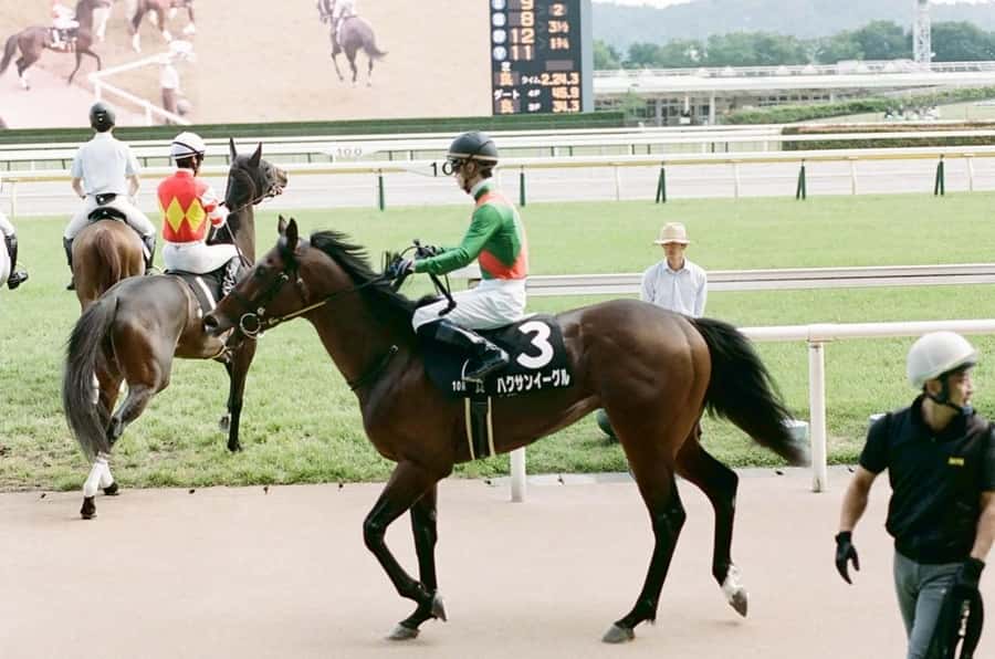 Tokyo: Horse Racing Tour with Local Fan - Who will enjoy this experience most