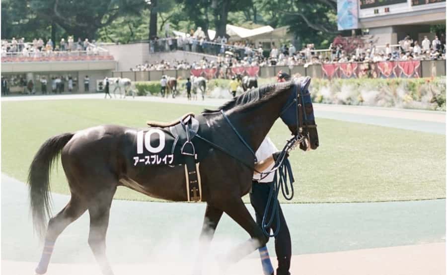 Tokyo: Horse Racing Tour with Local Fan - Practical advice for a smoother day