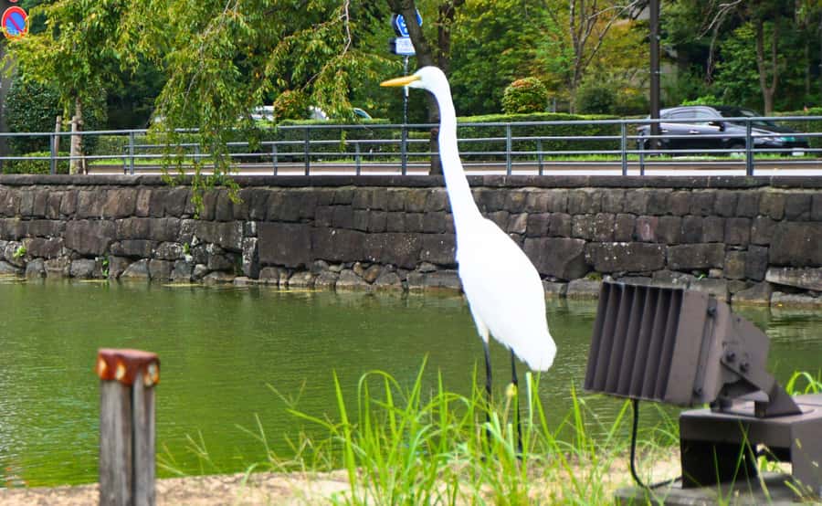 Tokyo: Imperial Palace Japanese History Walking Tour - Exploring samurai remains and palace grounds