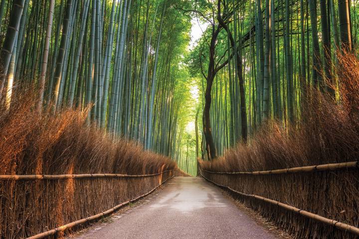 Tokyo, Kyoto and Hiroshima end Tokyo GO by Europamundo - 7-Day Tour Review - Guides, group size and the pace of the trip