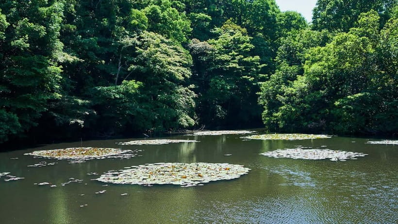 Tokyo: Meiji Shrine Walking Tour — Shinto & Imperial System - Understanding Shinto at Meiji Shrine
