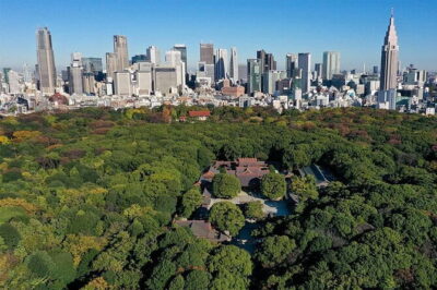 Meiji Shrine Walking Tour — Shintoism & Imperial System