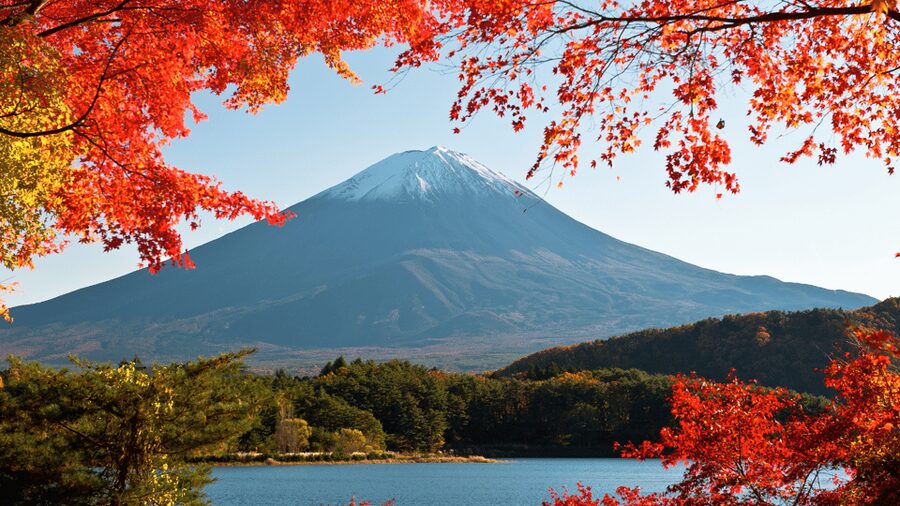 Tokyo: Mt. Fuji Hidden Gems and Aokigahara Forest Tour - Why a private car matters on the Tokyo to Fuji route
