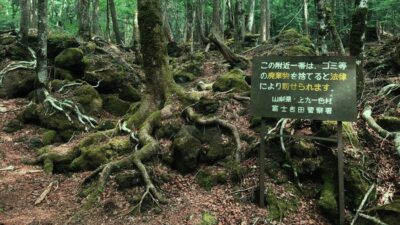 Mt. Fuji Hidden Gems and Aokigahara Forest Tour