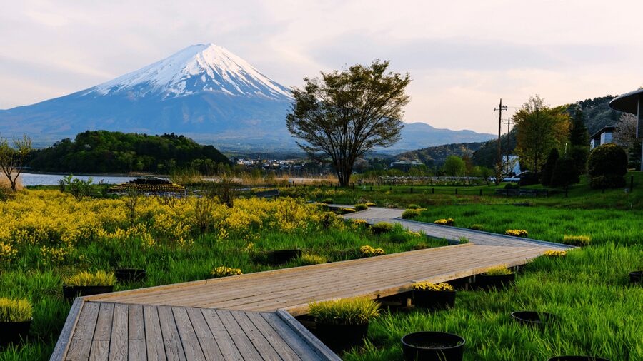 Tokyo: Mt. Fuji Hidden Gems and Aokigahara Forest Tour - How much value do you get for $577?