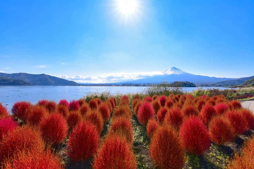 Tokyo:Mt.Fuji,Kawaguchiko Oishi Park,Arakurayama Sengen Park - Lake Kawaguchi, Maple Corridor, and local lunch
