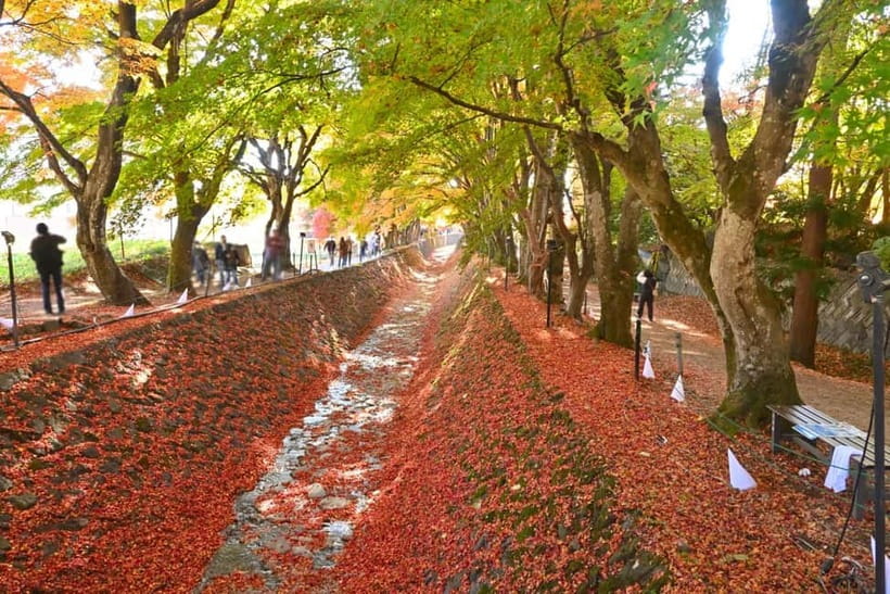 Tokyo:Mt.Fuji,Kawaguchiko Oishi Park,Arakurayama Sengen Park - Weather, crowds, and the Fuji gamble