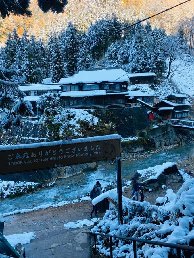 Tokyo/Nagano: private Tour with Snow Monkey Park & Temples - Watching the macaques at Jigokudani