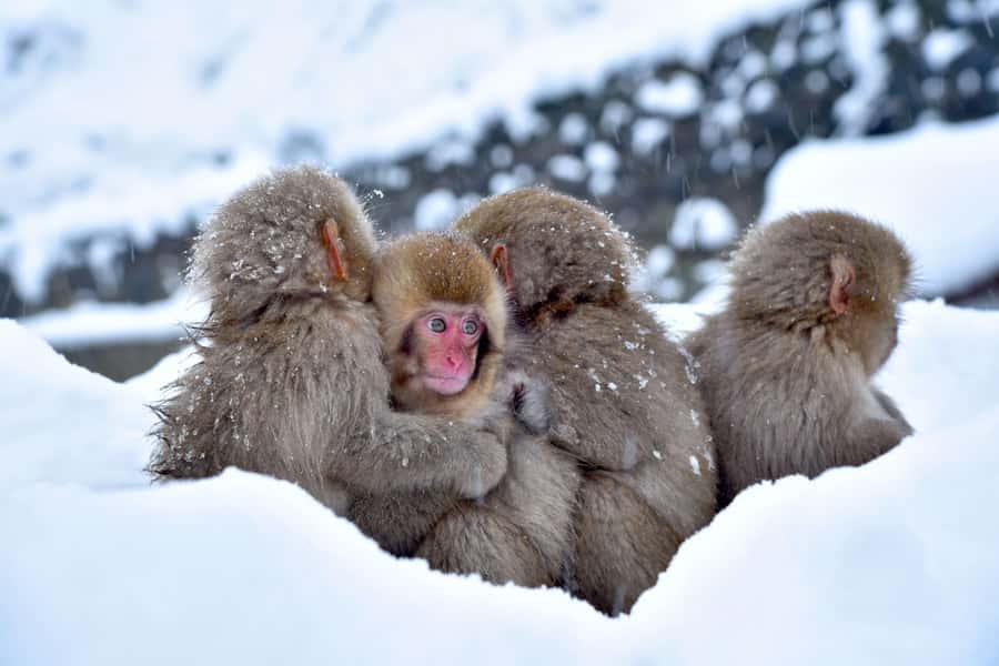 Tokyo/Nagano: private Tour with Snow Monkey Park & Temples - Kamakura Snow Dome Village in winter