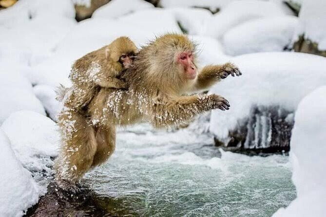 Tokyo Nagano Snow Monkey Park and Zenkoji Temple English driver - Key points at a glance