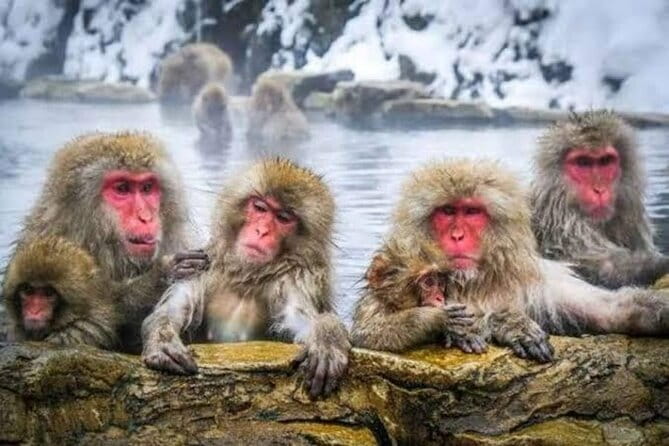 Tokyo Nagano Snow Monkey Park and Zenkoji Temple English driver - Zenkoji Temple and Nagano’s spiritual center