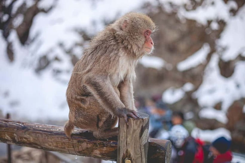Tokyo: Nagano Snow Monkeys and Zenkoji Tour with Temples - Why this Nagano day trip works from Tokyo