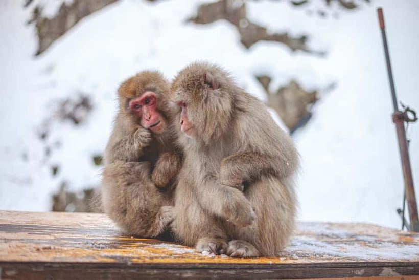 Tokyo: Nagano Snow Monkeys and Zenkoji Tour with Temples - Obuse offers a smaller-town change of pace