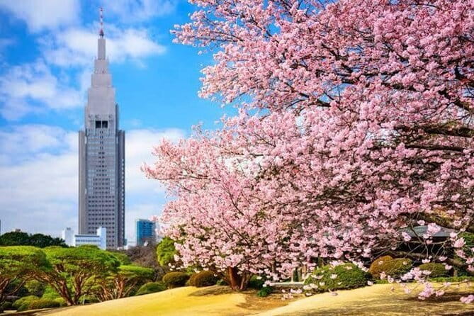 Tokyo Private Day Tour by Car with English speaking Driver - What this Tokyo private tour does well
