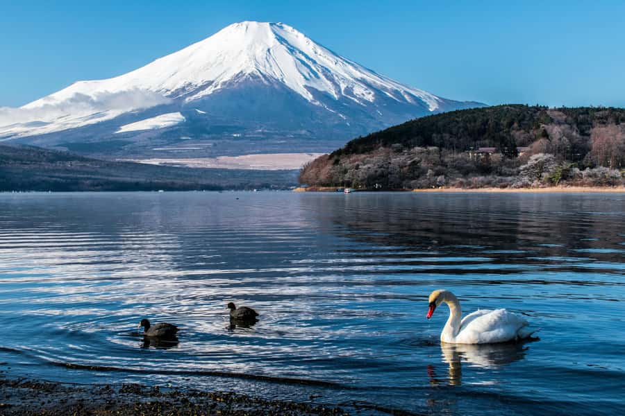 Tokyo: Private Mount Fuji Tour with Pickup and Drop-Off - Lake Kawaguchi: the classic Fuji view