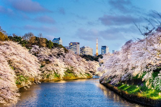 Tokyo Private Tour by Vehicle with English-Speaking Chauffeur - What this Tokyo tour is really designed to do